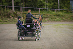 German Riding Pony