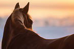 German Riding Pony mare