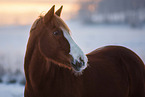 German Riding Pony mare