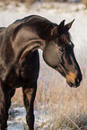 German Riding Pony mare