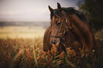 German Riding Pony