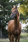 German Riding Pony