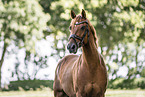 German Riding Pony