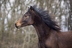 German Riding Pony