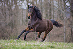 German Riding Pony