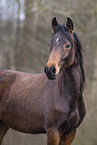 German Riding Pony