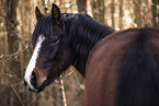 German Riding Pony