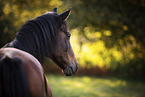 German Riding Pony