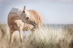 German Riding Pony