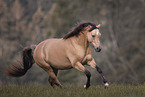 German Riding Pony