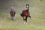 German Riding Ponies