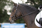 German Riding Pony