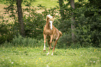 German Riding Pony