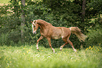 German Riding Pony