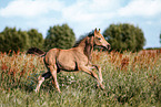 German Riding Pony foal