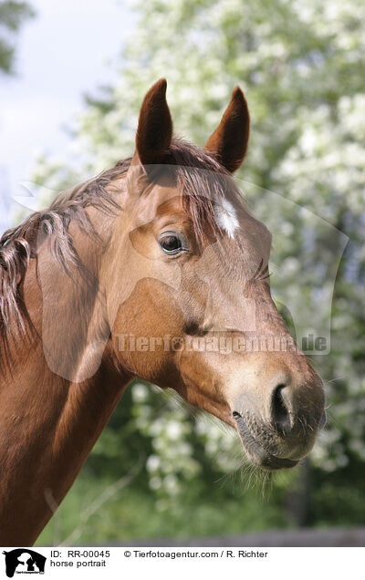 Fuchsstute im Portrait / horse portrait / RR-00045