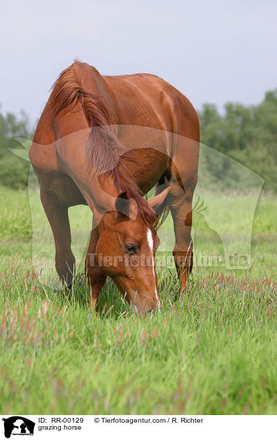 Edles Warmblut Zuchtgebiet Sachsen / grazing horse / RR-00129