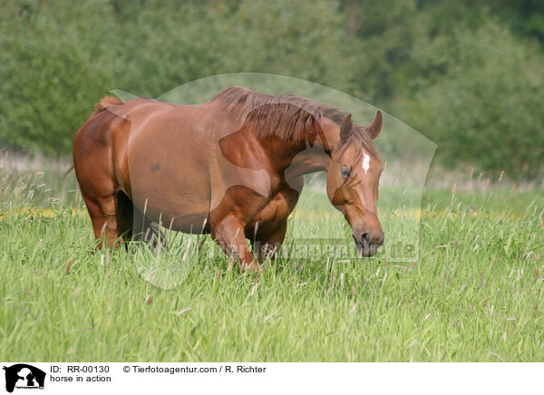 Edles Warmblut Zuchtgebiet Sachsen / horse in action / RR-00130