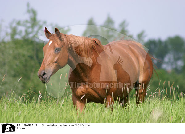 Edles Warmblut Zuchtgebiet Sachsen / horse / RR-00131