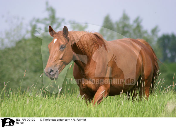 Edles Warmblut Zuchtgebiet Sachsen / horse / RR-00132