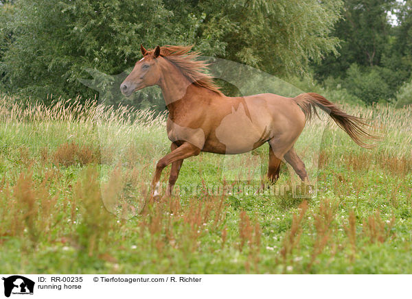 rennendes Pferd / running horse / RR-00235