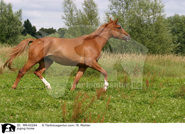 joging horse / RR-00284