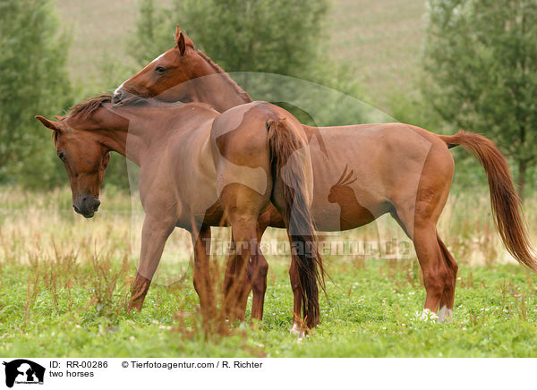 Pferde bei der Fellpflege / two horses / RR-00286