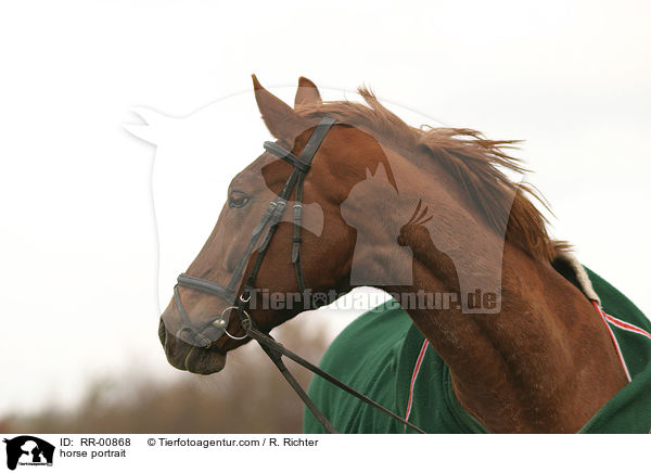Pferd im Portrait / horse portrait / RR-00868