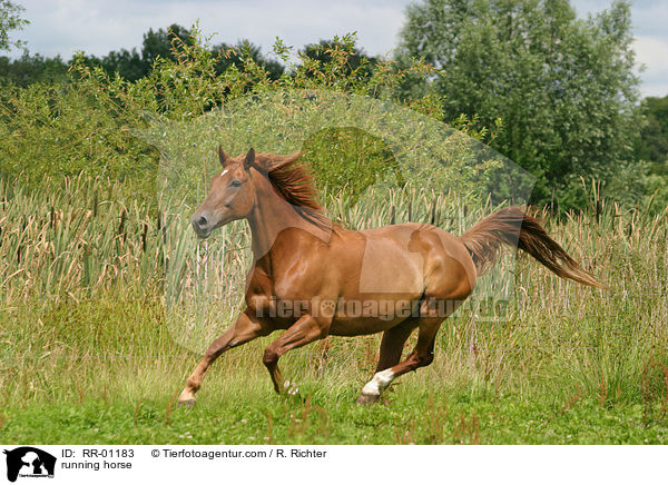 rennendes Pferd / running horse / RR-01183
