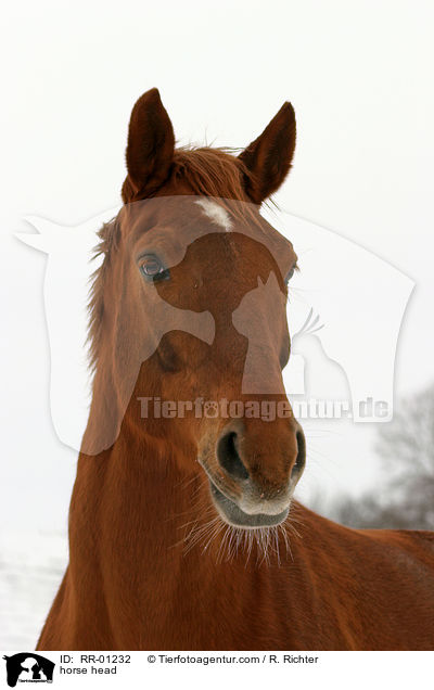 Pferdeportrait / horse head / RR-01232