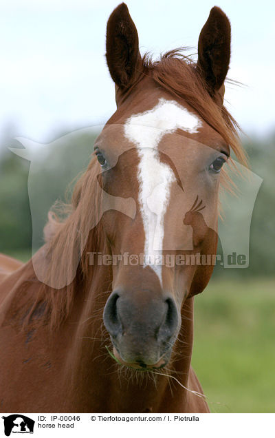 Pferd im Portrait / horse head / IP-00046