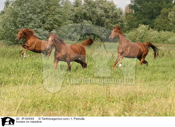 Pferde auf der Weide / horses on meadow / IP-00049