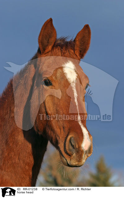 Pferdeportrait / horse head / RR-01238