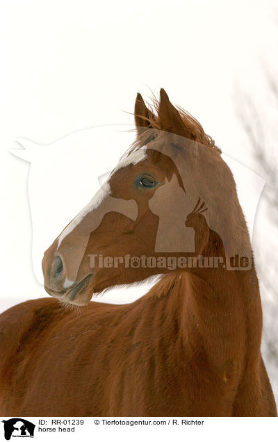 Pferdeportrait / horse head / RR-01239