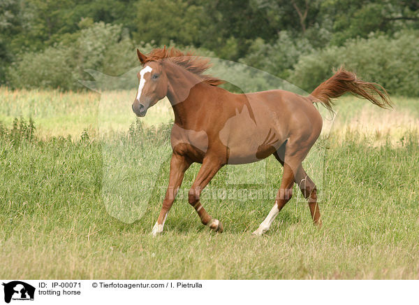 trotting horse / IP-00071