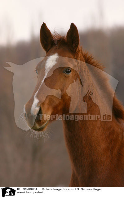 Warmblut Portrait / warmblood portrait / SS-00954