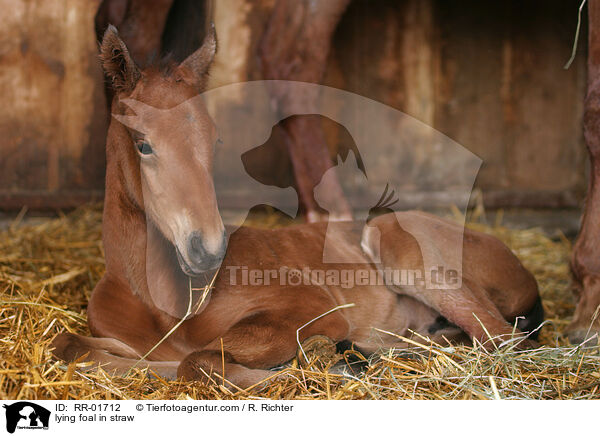 Fohlen liegt im Stroh / lying foal in straw / RR-01712