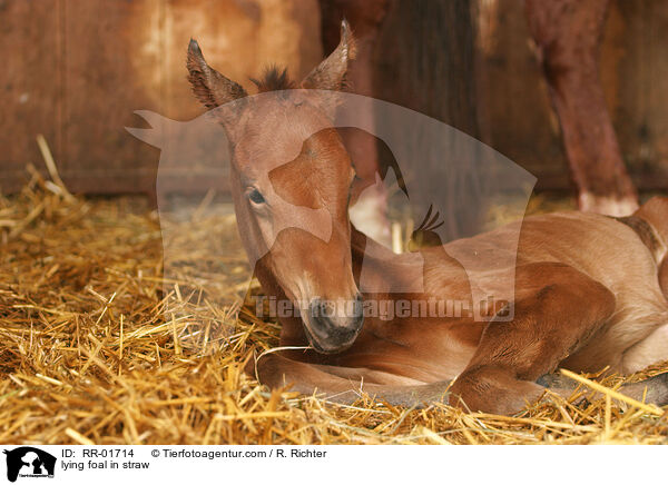 Fohlen liegt im Stroh / lying foal in straw / RR-01714