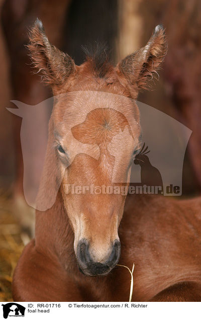 Fohlen Portrait / foal head / RR-01716