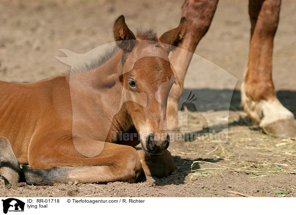 liegendes Fohlen / lying foal / RR-01718