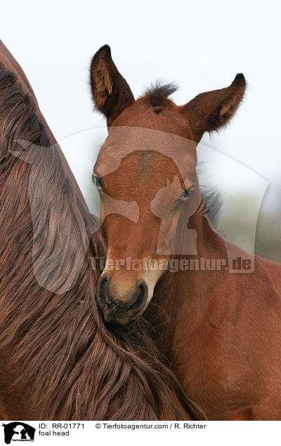 Fohlen Portrait / foal head / RR-01771