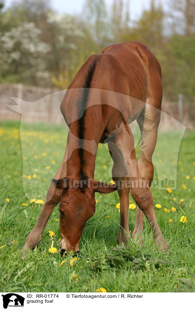 grasendes Fohlen / grazing foal / RR-01774