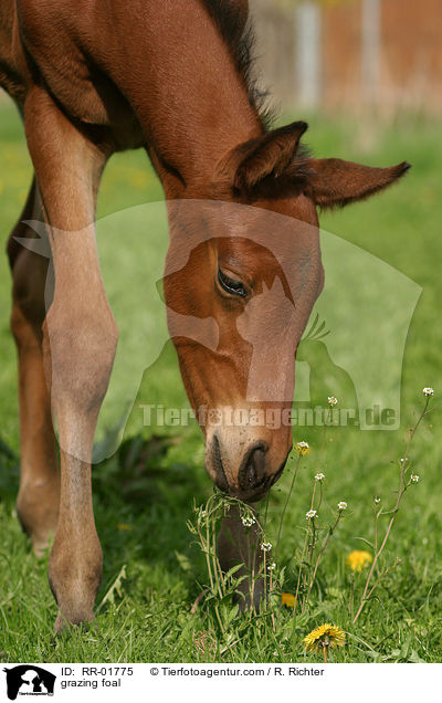 grasendes Fohlen / grazing foal / RR-01775