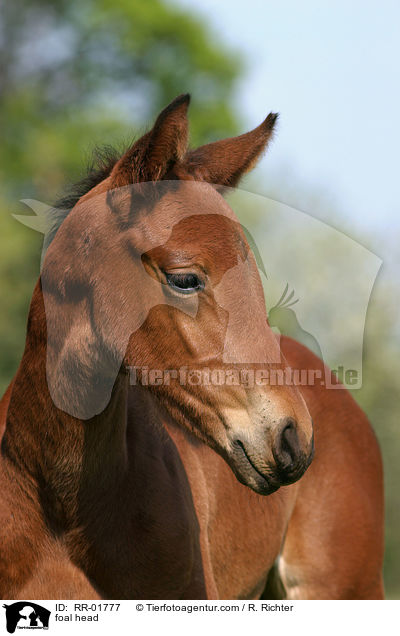 Fohlen Portrait / foal head / RR-01777