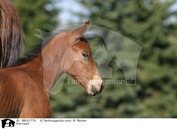 Fohlen Portrait / foal head / RR-01779