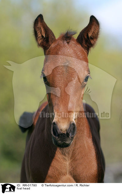 Fohlen Portrait / foal head / RR-01780