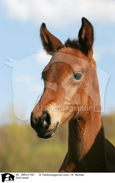 Fohlen Portrait / foal head / RR-01781