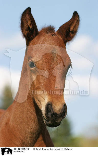 Fohlen Portrait / foal head / RR-01782