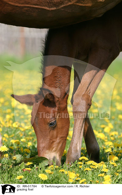 grasendes Fohlen / grazing foal / RR-01784