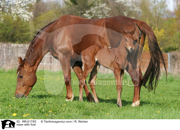 Stute mit Fohlen / mare with foal / RR-01785